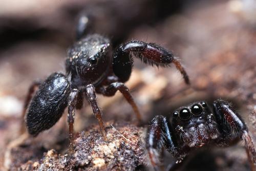 Réf. 120 951 : Sibianor aurocinctus