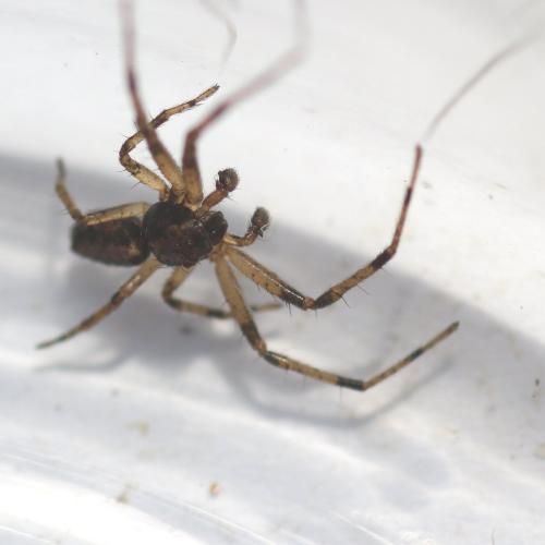 Réf. 120 556 : Tmarus sp.