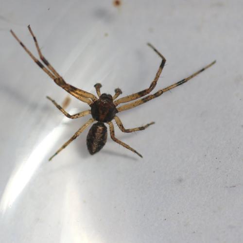 Réf. 120 473 : Tmarus sp.