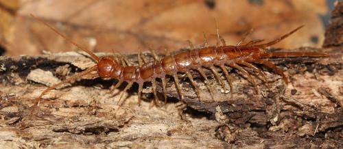 Eupolybothrus nudicornis
