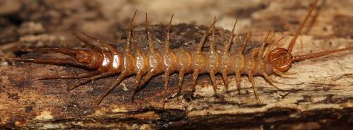 Eupolybothrus nudicornis
