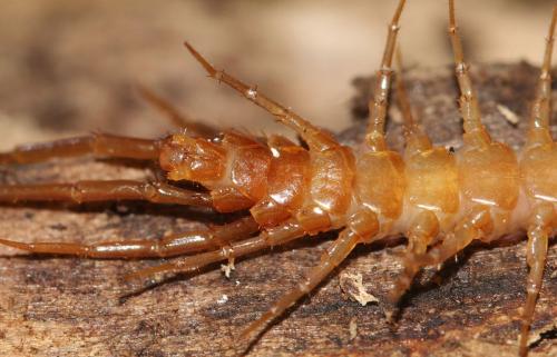 Réf. 120 388 : Eupolybothrus nudicornis