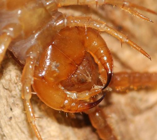Eupolybothrus nudicornis