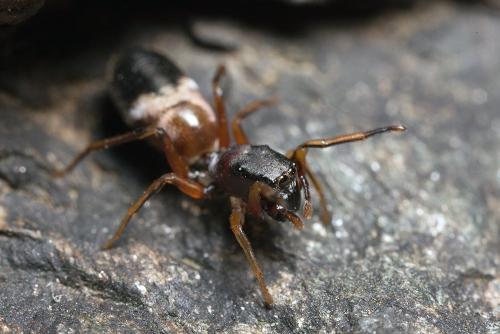 Leptorchestes berolinensis