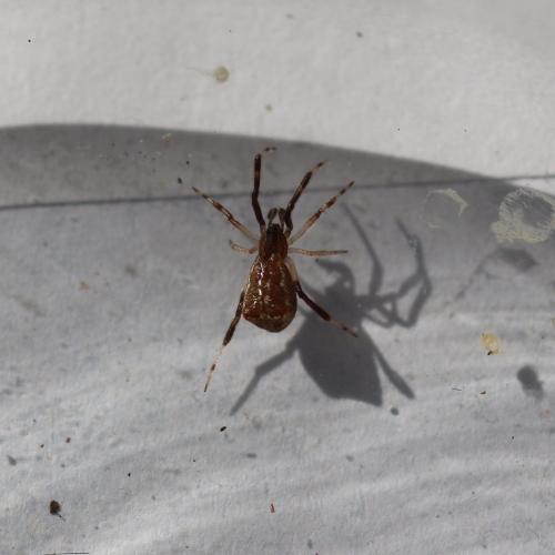 Episinus truncatus