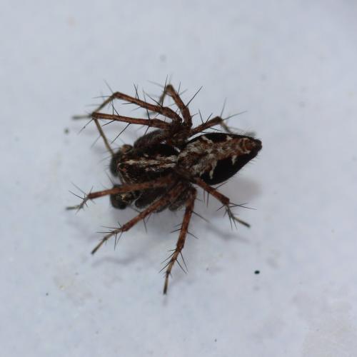 Réf. 120 197 : Oxyopes sp.