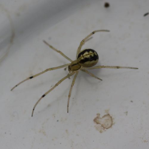 Réf. 120 398 : Enoplognatha sp.