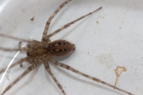 Réf. 120 561 : Tegenaria parietina