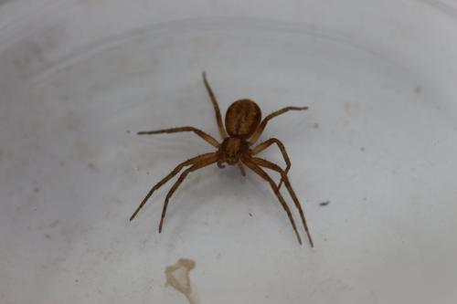 Philodromus sp.