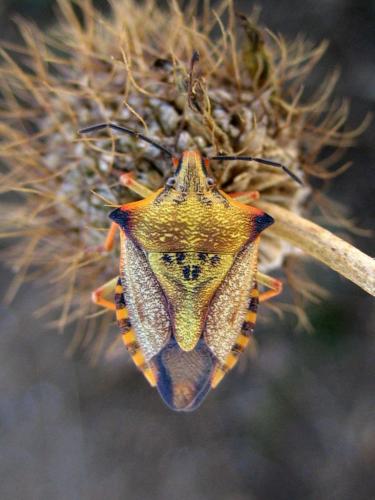 Carpocoris mediterraneus atlanticus