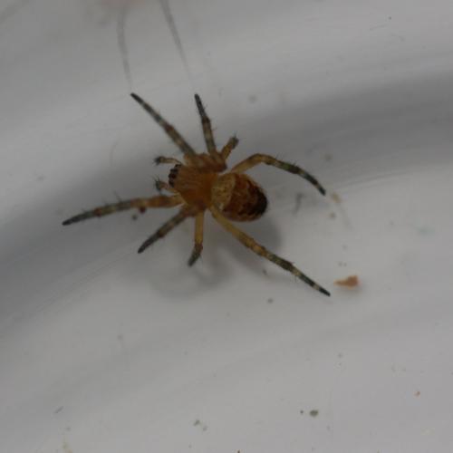 Araneus diadematus