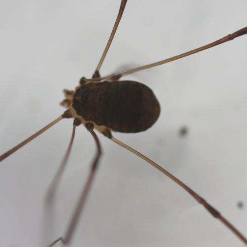 Leiobunum sp.