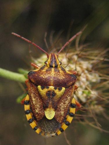 Réf. 120 011 : Codophila varia