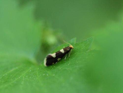 Réf. 120 084 : Alloclemensia mesospilella