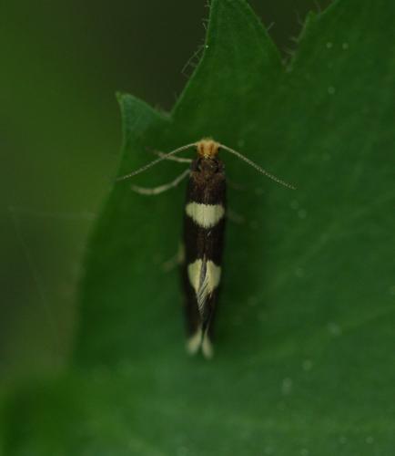 Alloclemensia mesospilella