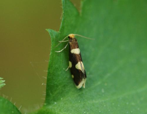 Alloclemensia mesospilella