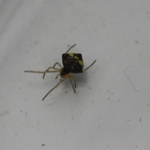 Réf. 120 791 : Theridula gonygaster