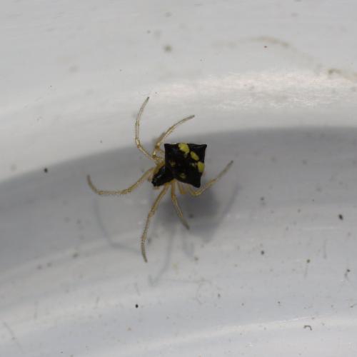 Réf. 120 875 : Theridula gonygaster