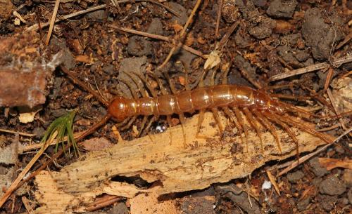 Réf. 120 390 : Eupolybothrus longicornis