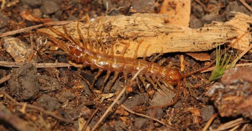 Réf. 120 391 : Eupolybothrus longicornis