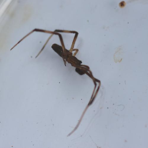 Episinus truncatus
