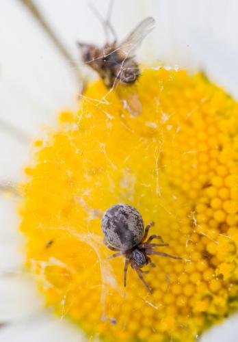 Réf. 120 475 : Dictyna sp.