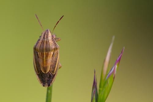 Aelia acuminata