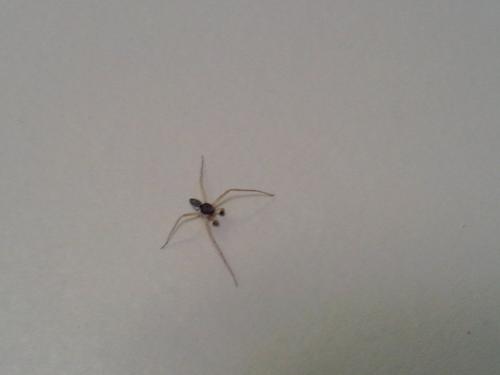 Philodromus sp.