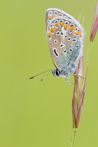 Polyommatus icarus