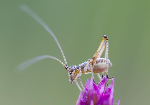 Phaneroptera sp.