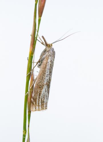 Réf. 120 476 : Thisanotia chrysonuchella