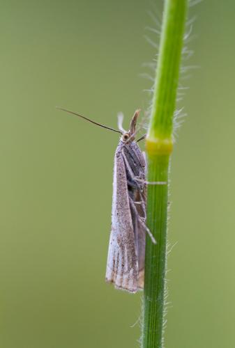 Réf. 120 594 : Thisanotia chrysonuchella