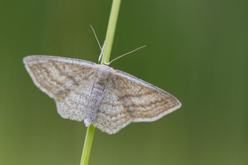 Réf. 120 840 : Scopula virgulata