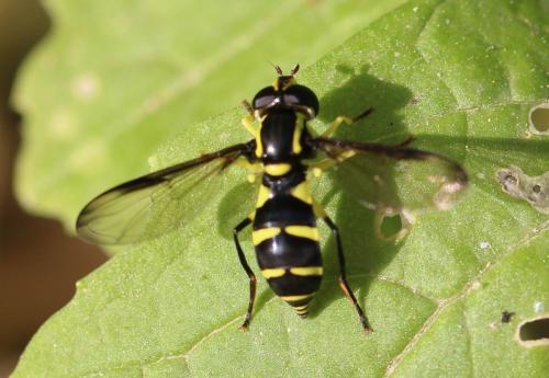Philhelius sp.