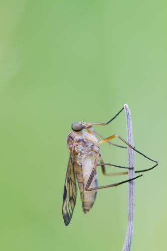 Rhagio scolopaceus