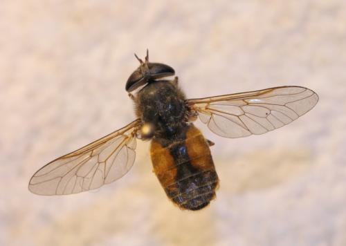 Hybomitra ciureai