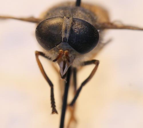 Hybomitra ciureai