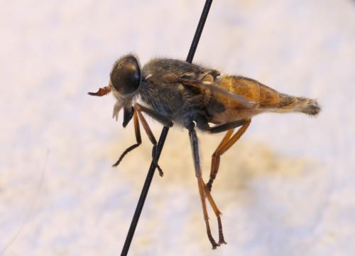Hybomitra ciureai