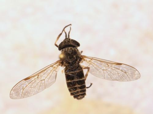 Haematopota sp.