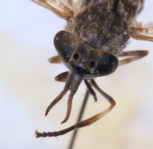 Haematopota sp.