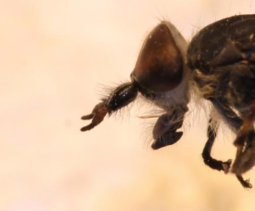 Haematopota pluvialis