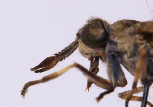 Haematopota sp.