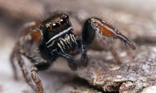 Pellenes brevis