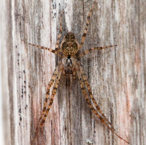 Réf. 120 505 : Metellina merianae