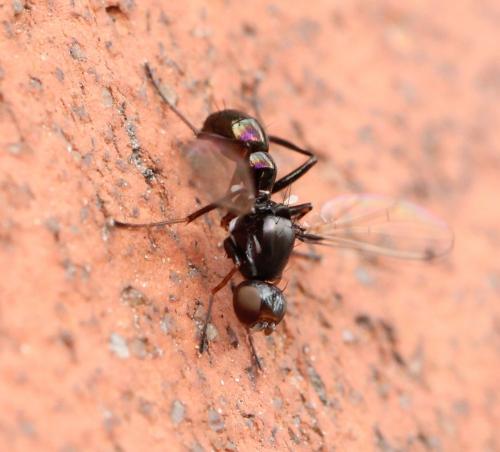 Réf. 120 365 : Sepsis sp.