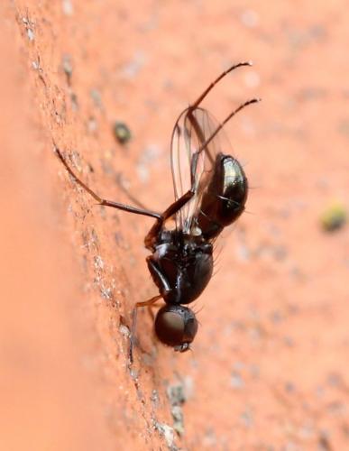 Sepsis sp.