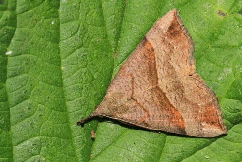 Réf. 120 770 : Hypena proboscidalis