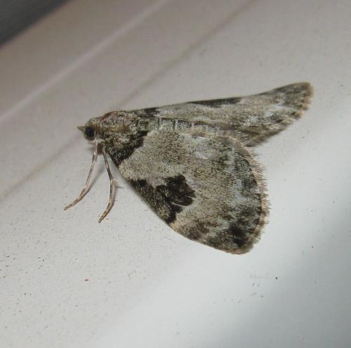 Thera vetustata