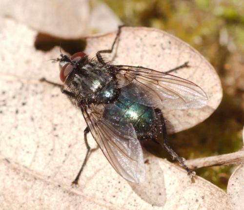 Onesia floralis