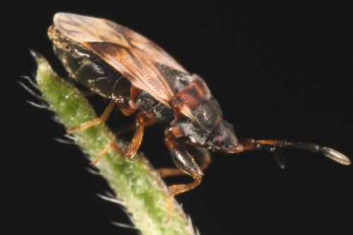 Scolopostethus thomsoni